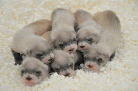 The Phoenix Zoo's black-footed ferrets help save their species