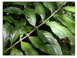 Image result for Lasianthus