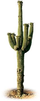 You should only purchase a saguaro cactus from someone that has a permit and will provide proper documentation upon payment—the process is much like this saguaro traveled about 40 miles, at 25 miles per hour, to reach its new home. What Is A Saguaro Saguaro Cactus Dk Find Out