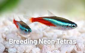 How Many Babies Do Tetra Fish Have At One Go Clever Pet Owners