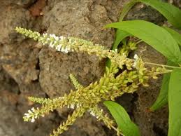 Image result for Buddleja asiatica