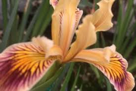 Image result for Iridaceae
