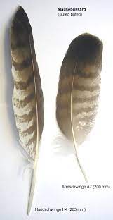 Red tailed hawk feather identification. How To Id A Feather The Infinite Spider