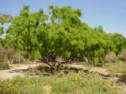 Image result for Prosopis glandulosa