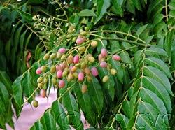 Image result for Clausena