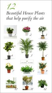 The Best And Most Beautiful House Plants For Cleaner Air Air Purifying House Plants House Plants Indoor Plants