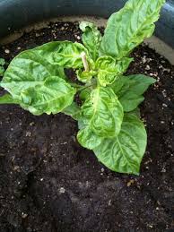 Check spelling or type a new query. Plant Health Why Are My Chilli Pepper Leaves Curling And New Flowers Are Falling Off Gardening Landscaping Stack Exch Chilli Plant Plant Diseases Plants