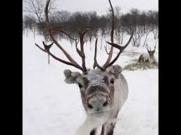 Pin On Reindeer Company