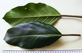Image result for Ficus lutea