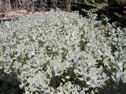 Image result for Stemodia serrata