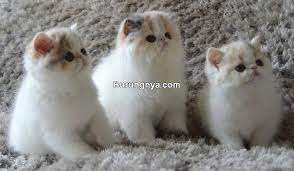 Perbedaan harga kucing anggora dan persia menjadi bahan perbincangan yang menarik di kalangan pecinta kucing. 22 Cara Merawat Kucing Persia Medium Dan Cirinya Burungnya Com