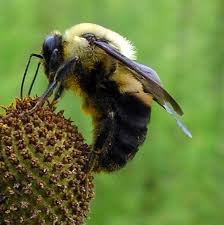 Learn 5 fun facts about bumble bees and how you can support them. Native Bees In Texas