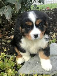 Vet checked, shots and worming with one year health guarantee. Lane Mini Bernese Mountain Dog Male Puppy In Gordonville Pa Vip Puppies