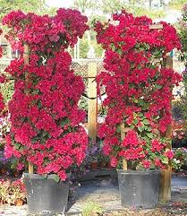 Bougainvillea We Have Two Of These One This Color Which Is Performing Okay The Other A Purple One Ha Bougainvillea Trellis Trellis Plants Tropical Garden