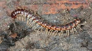 More images for how to get rid of millipedes in house » How To Get Rid Of Millipedes Diy Pest Control Youtube