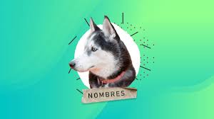 Galerías de imágenes del husky siberiano, cachorros de husky siberiano y mucha más información sobre el husky siberiano 101 Nombres Para Perros Huskys Calidos Y Bonitos