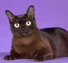 Beautiful Eyes Burmese Cat Cats Cat Breeds