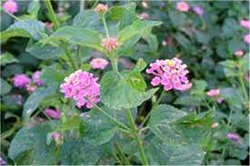 Factsheet Lantana Camara Lantana