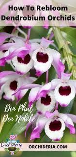 How To Rebloom A Dendrobium Orchid Den Phal And Nobile Orchideria Dendrobium Orchids Dendrobium Nobile Orchids