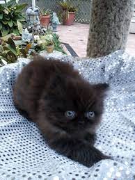 Solid Black Persian Kitten Persian Kittens Crazy Cats Persian Cat