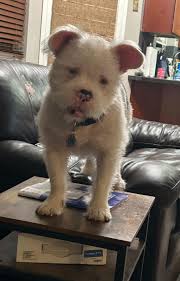 Wuff friends! I have found my forever home! Let's be Instagram friends 🤍  @louie.thegoldenboyy