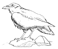 Teen titans raven coloring pages are a fun way for kids of all ages to develop creativity, focus, motor skills and color recognition. Ravens Coloring Pages Coloring Home