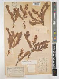 Image result for Secamone dewevrei