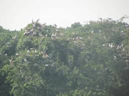 Image result for Rhynchosia kilimandscharica