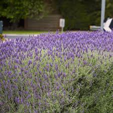 Image result for Lavandula dentata