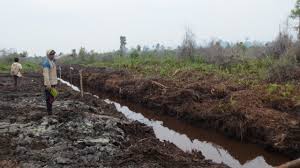 Namun memang karena negara indonesia ini beriklim tropis, maka lebih mudah menemukan tekstur tanahg gambuut ini. Waduh Kawasan Moratorium Hutan Di Katingan Kalteng Dibuka Untuk Sawit Mongabay Co Id