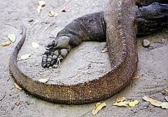 Komodo dragon's meaning also insists that you must take the time to go inward and be clear with your intentions and goals. Komodo Dragon Simple English Wikipedia The Free Encyclopedia