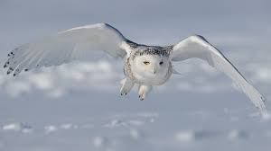 This largest (by weight) north american owl shows up irregularly in winter to hunt in windswept fields or dunes, a pale shape with catlike yellow eyes. 2014 Snowy Owl Incursion And One Unlucky Dog