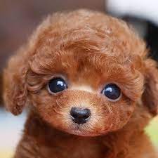 Realistic Teddy Dog Lucky Neulons Com In 2021 Teddy Dog Teddy Bear Poodle Teddy Bear Dog