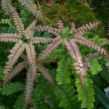 Image result for Adiantum hispidulum