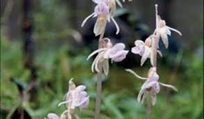 Image result for Epipogium roseum