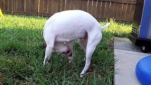 Dog With Drinking Problem Opieradio Youtube