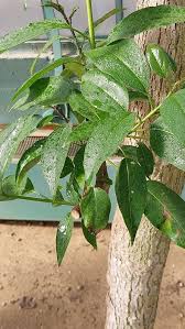 Image result for Diospyros ferrea