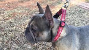 Maybe you would like to learn more about one of these? Blue Sable With Tan Points French Bulldog Stud Youtube
