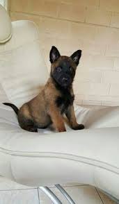 Belgian Malinois Max War Dog Bing Images In 2020 Belgischer Schaferhund Belgischer Malinois Hunde
