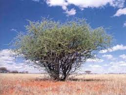 Image result for Acacia mellifera