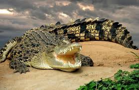 Australian saltwater crocodiles are possibly the most dangerous animals in australia. The 10 Deadliest Animals In Australia Slideshow The Active Times