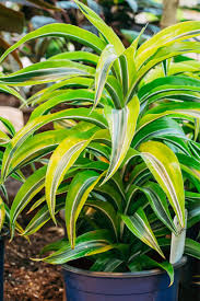 Str8 from da <3 4. Dracaena Lemon Lime Care Growing Watering Propagation Plant Index