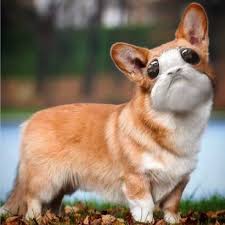 Porgi Cute Creatures Star Wars Art Cute Animals