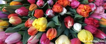 Order flowers online from interflora. Weekly Flower Update 2018 Week 11 Tulips In Holland