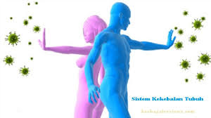 Sistem Kekebalan Tubuh Sistem Imun Mekanisme Macam Macam Pertahanan Tubuh Immune System Berbagaireviews Com