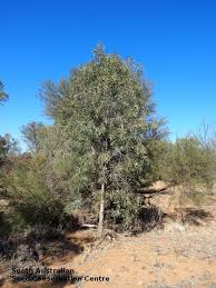 Image result for Atalaya alata