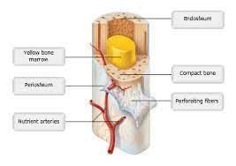 The spine is a special part of our skeleton. Print A P Chapter 6 Bones And Skeletal Tissues Flashcards Easy Notecards