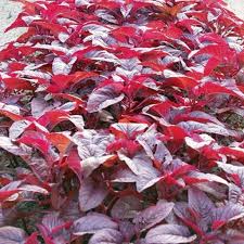 Image result for Amaranthus dubius