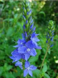 Véronique d'Autriche 'Shirley Blue'