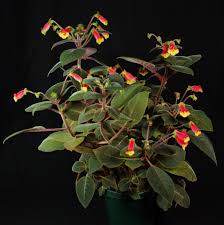 Image result for Kohleria